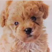 モンチッチの画像