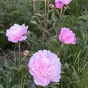 na♡の画像