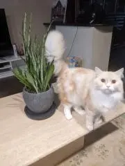 なお
