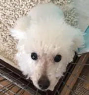 みや