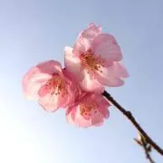 あたた