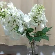 みっちょん