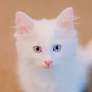 miyausioの画像
