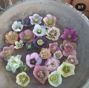 Rocoの画像