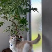いちごにゃんの画像
