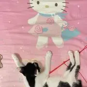 Annacの画像