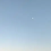 メープル