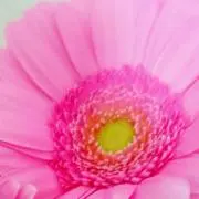 スピカ