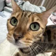 あきの画像