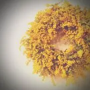 sy