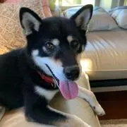 ふじくんの画像