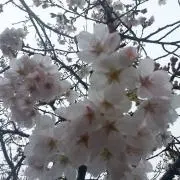 ふうか