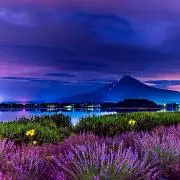 ラベンダーの画像