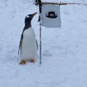 わっちの画像