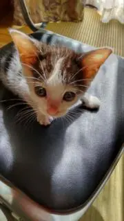 ハチの画像