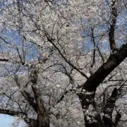 ぷに（＾∇＾）プロフ読んで下さい♩の画像
