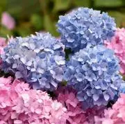Ayumiの画像