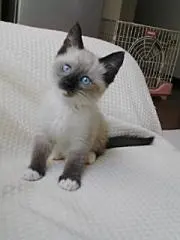 zippy　即購入OKです^_^の画像