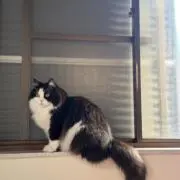 大毛