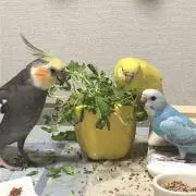 ☺︎ぴぷりん☺︎プロフ必読