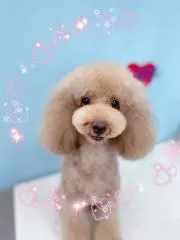 モコモコ