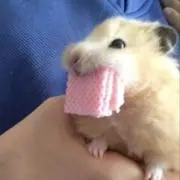あーみー即購入大歓迎の画像