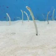 マネママの画像