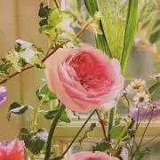 ことりの画像