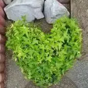 ちくわ