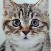 マグの画像