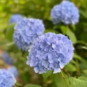 紫陽花の画像