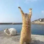 楓