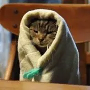 Cats*　プロフ一読お願いいたします。の画像