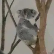 ポンタの画像
