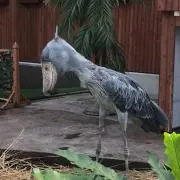 ひひろろ