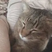 アルテミスの画像
