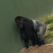 ちくわの画像