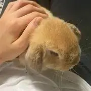 パンパンの日常の画像