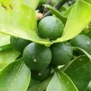 羽鳥の画像