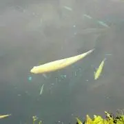 パオ３５８の画像
