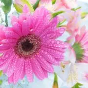 ポム子☆プロフ見てね！の画像