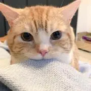 どん兵衛