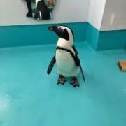 くまのの画像