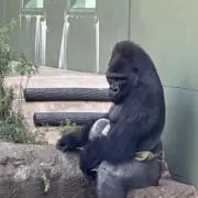 nnkの画像