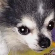 ふにちゃん