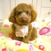 ♡もも♡の画像