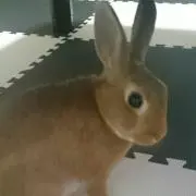 ☆ニコ☆の画像