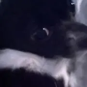 あーちゃの画像