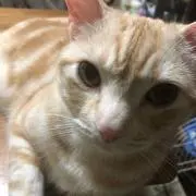 ままゴン