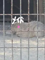 メイド(洋風)